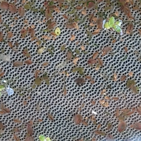 オオミジンコの画像