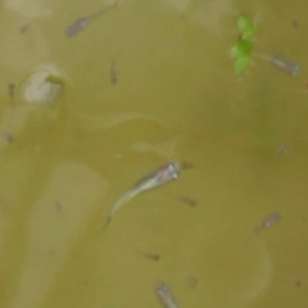 今日のメダカは第３弾の画像