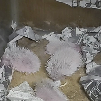 動物部屋からその２の記事動画