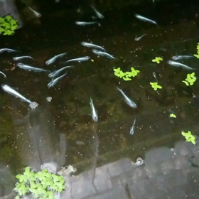 今日のメダカはぁ〜第５弾の画像