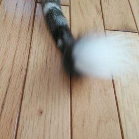 怒るとしっぽをくるくる回すねこの画像