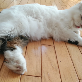 お昼過ぎの猫の画像
