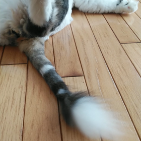 燃料は、チュールですの画像