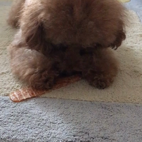 きなちゃん〜おやつ食べるの巻〜の画像