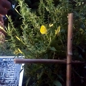 夜の動物園の画像