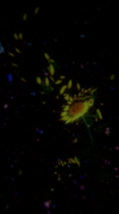 teamLab Planets TOKYOの記事動画