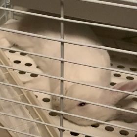 抱っこしたいの画像