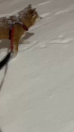 退屈しのぎに作り置き…で晩酌の記事動画