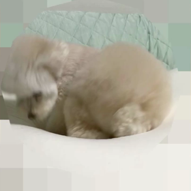 自分のテリトリー？の画像