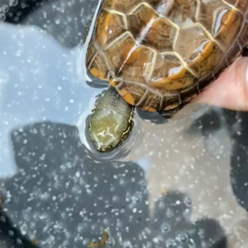 初プール ※動画追加しましたの画像