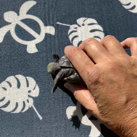 ドナテロの逆襲の画像