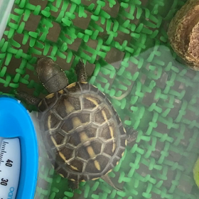今日で…の画像