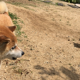 カツの画像