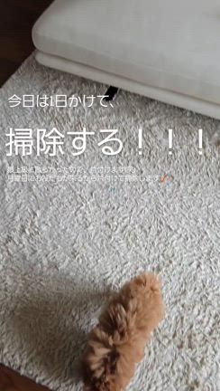 今日は1日片付けと掃除をしますの記事動画