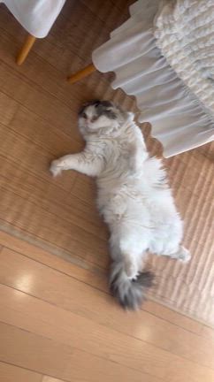 突然の訪問者が！？╰(*´︶`*)╯♡の記事動画