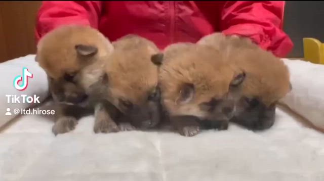 春ちかし?!柴犬＆豆柴ブリーダーの記事動画