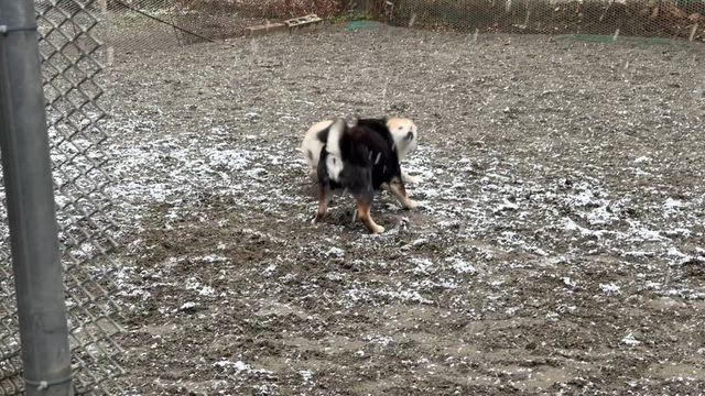 積もってるじゃん??交流会出足から中止!!柴犬＆豆柴ブリーダーの記事動画