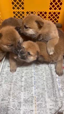 3月突入しました！柴犬＆豆柴ブリーダーの記事動画