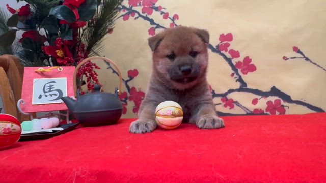 今月も残す処後10日??FFはまだまだ行きますよ!!柴犬＆豆柴ブリーダーの記事動画