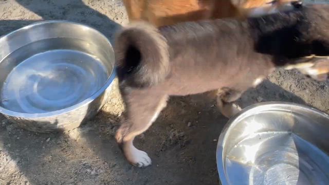 少し寂しいかも??連休最終日!!柴犬＆豆柴ブリーダーの記事動画