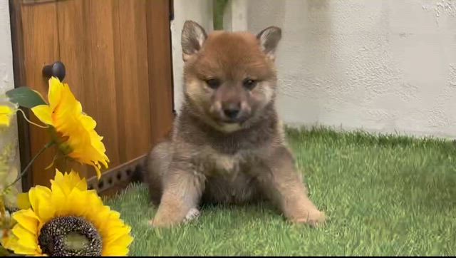 出足は上々??富津Fまんが劇場!!柴犬＆豆柴ブリーダーの記事動画