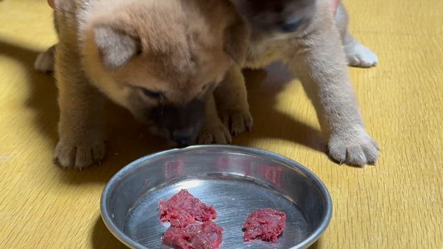 どうなる??シーズン開幕!!柴犬＆豆柴ブリーダーの記事動画
