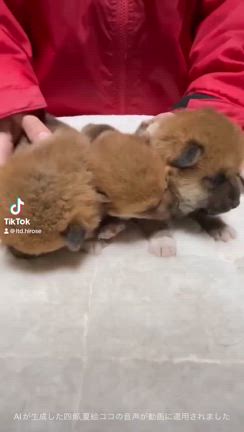 ニューラインナップ仔犬!柴犬＆豆柴ブリーダーの記事動画