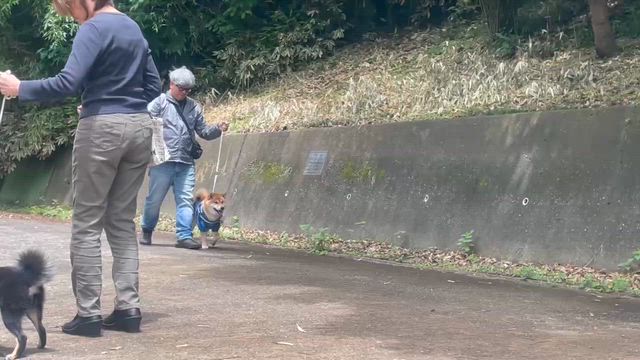 来月も会えるかな??FF交流会!!柴犬＆豆柴ブリ―ダーの記事動画