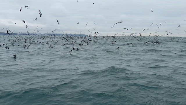 何かしら釣れましたーの記事動画
