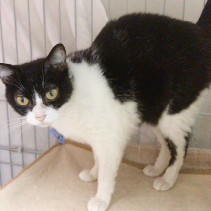 千葉市動物保護指導センターで家族募集中の猫たちの紹介（7/16）の記事動画
