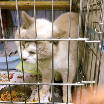 【家族募集中】千葉市動物保護指導センターの猫たちの紹介の記事動画