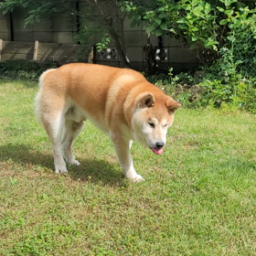 ジローが歩いた‼️の画像