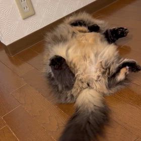 へそ天のみの画像
