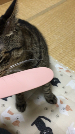 毎日書くって決めてたのに・・・⁉️の記事動画