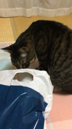 今日は暑かった・・・⁉️の記事動画