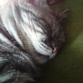 くいしんぼの画像