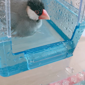 まめちゃんの水浴びとももちゃん落ち着きのなさの画像