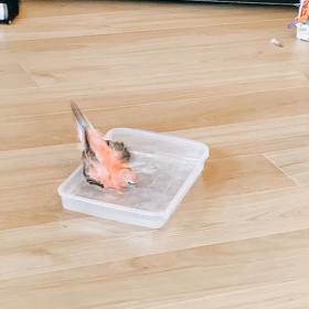 ももちゃんの水浴びの画像