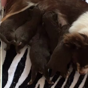 おっぱい争奪戦♡(๑′ฅฅ‵๑)ﾌﾟﾌﾟｯ!の画像