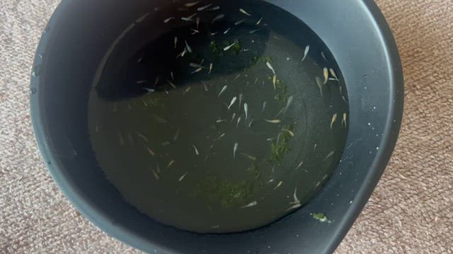 メダカの稚魚の記事動画