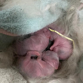 せんちゃんベビー誕生の画像