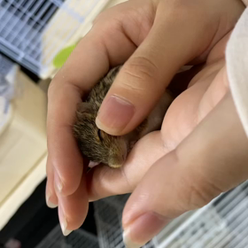 シマクサマウスちゃんの画像