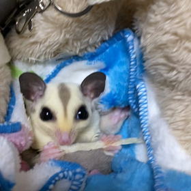 ご機嫌ニアちゃんの画像