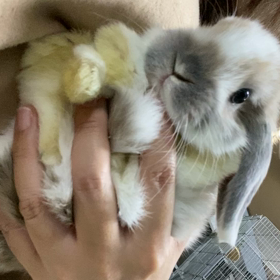 ベタ慣れちゃんの画像