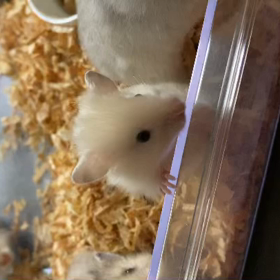 デビューしましたの画像