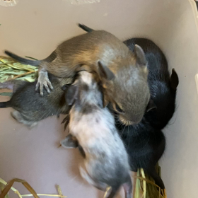 ベビーちゃんの画像