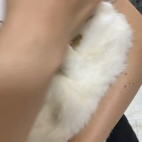 はくちゃんですの画像