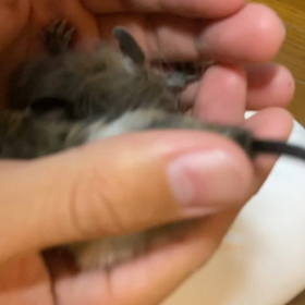 ベビーのご紹介の画像