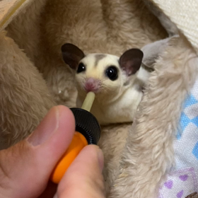 ニアちゃんの画像