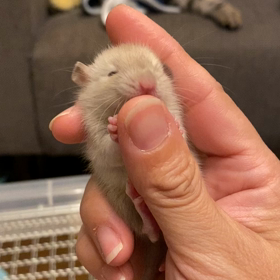 やっぱりいい子の画像